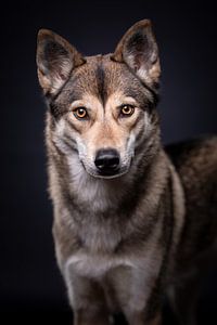 Portret Wolfshond met donkere achtergrond van Lotte van Alderen