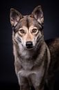 Portret Wolfshond met donkere achtergrond van Lotte van Alderen thumbnail
