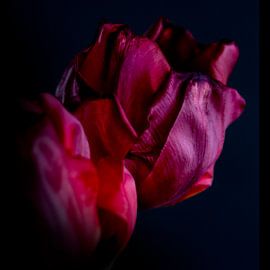 Stalking a tulip - ein Familienporträt, das das Altern als hässlich bezeichnet