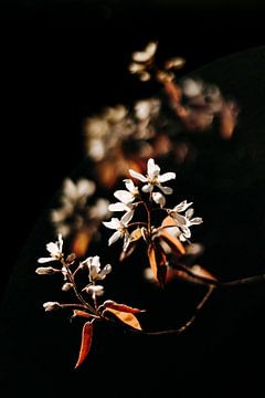 Spring: the sun shines on the blossom, the background is dark by Colinda Riemens