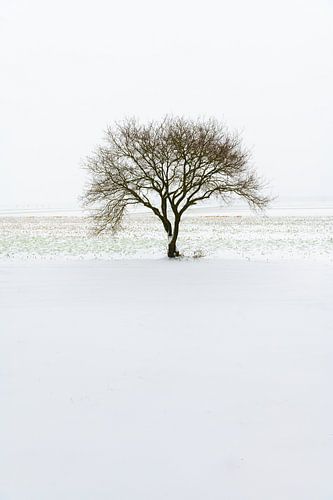Winter tree