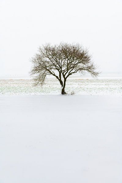 Winterbaum von Mark Bolijn