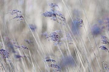 Des panaches de roseaux dans le vent sur Patricia van Kuik