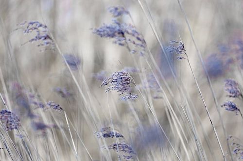 Rietpluimen in de wind