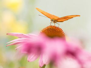 De Passiebloemvlinder van Hennie Zeij