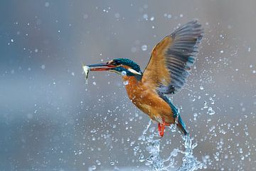 Eisvogel – Winter Lunch