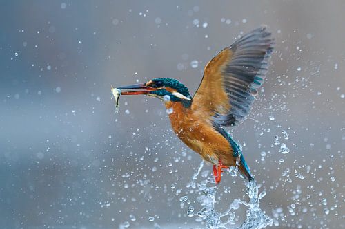 Eisvogel – Winter Lunch