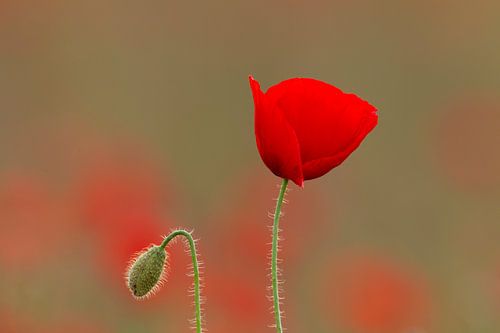 Maïskolf van Sven-Erik Arndt