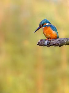 Der Eisvogel wartet auf einen Fisch