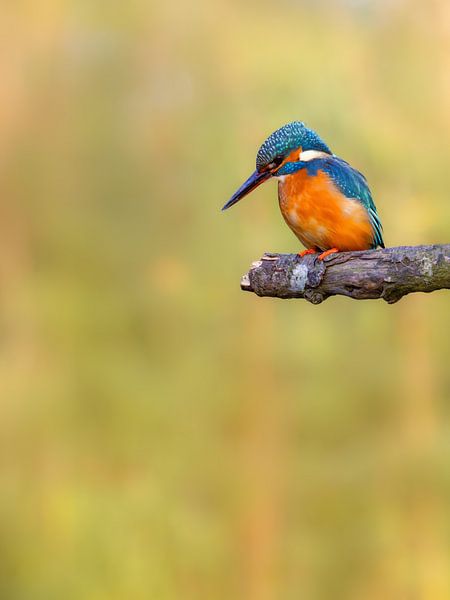 Der Eisvogel wartet auf einen Fisch von Marga Vroom