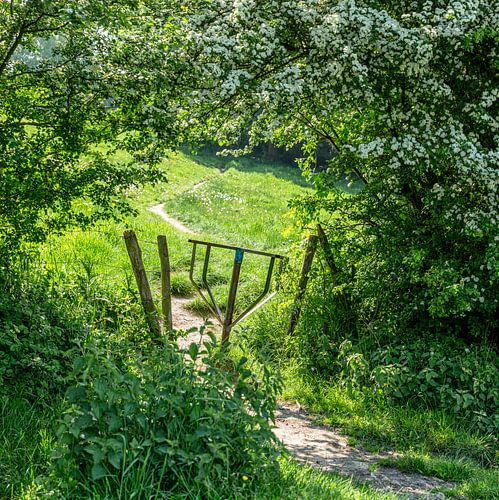 Verborgen wandelpaadje in Zuid-Limburg
