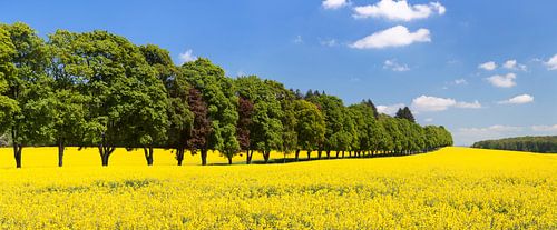 Avenue of trees and rape field in spring