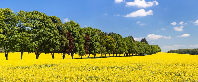 Avenue of trees and rape field in spring by Markus Lange
