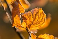 Herfst Blad