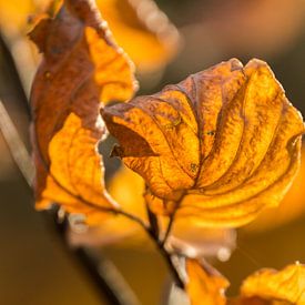 Herfst Blad van Carla Eekels