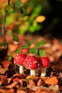 Sprookjesachtige paddenstoel