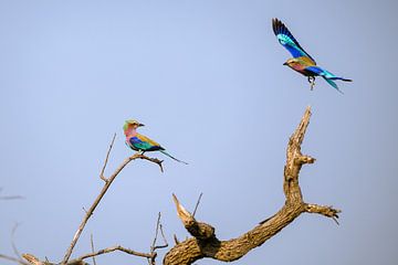 Lilac Breasted Roller by Thomas Froemmel