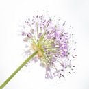 Flower bright van Nelleke Zijnstra thumbnail