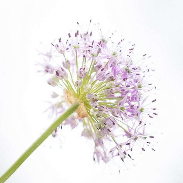 Flower bright van Nelleke Zijnstra