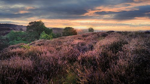 Sunrise over Posbank's purple heathland by Fotografiecor .nl