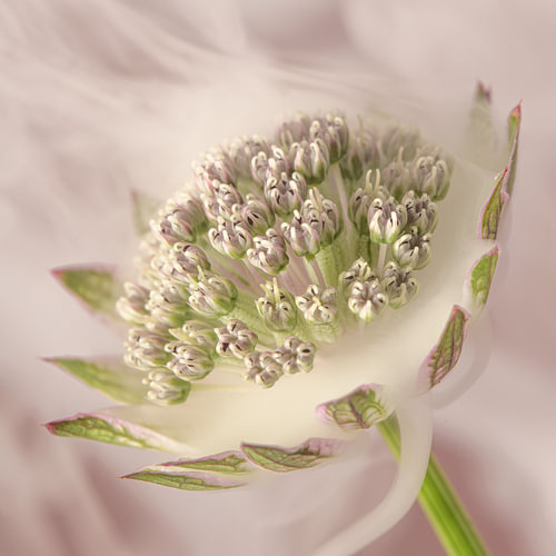 Mit dem Kopf in den Wolken: Rauch umspielt eine rosa Blüte einer Astrantia major von Marjolijn van den Berg