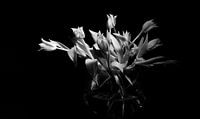 Tulpen in zwartwit