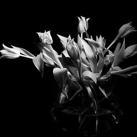 Tulpen in zwartwit von Janny Kanters