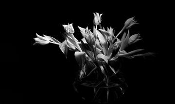 Tulpen in zwartwit