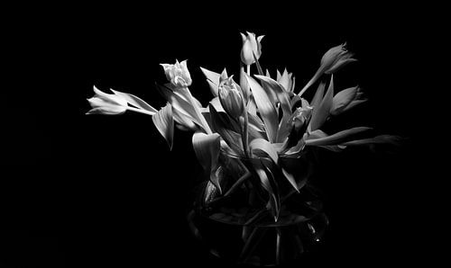 Tulpen in zwartwit