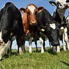 Vaches curieuses sur la belle île de Texel, aux Pays-Bas sur Jeffry Clemens