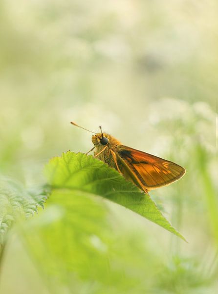 tadpole by Remco loeffen