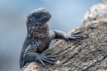 The Dragon of the Galapagos