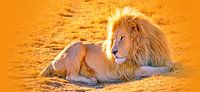 Lion Male 900 thula-art panorama van Barbara Fraatz thumbnail