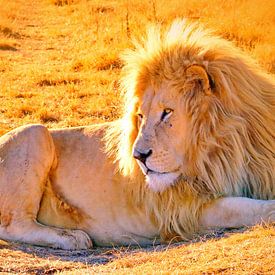 Löwen Männchen 900 thula-art panorama sur Barbara Fraatz