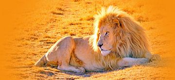 Lion Male 900 thula-art panorama van Barbara Fraatz