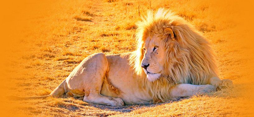 Löwen Männchen 900 thula-art panorama sur Barbara Fraatz