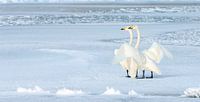 An Icy Environment