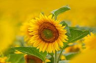 Einzelne Sonnenblume schaut aus einem Feld voll Sonnenblumen von Mario Plechaty Photography Miniaturansicht