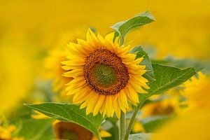 Enkele zonnebloem kijkend uit een veld vol zonnebloemen