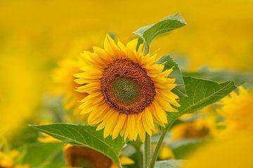 Einzelne Sonnenblume schaut aus einem Feld voll Sonnenblumen von Mario Plechaty Photography