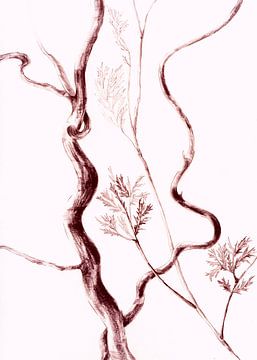 Corkscrew Willow by Claudia Gründler