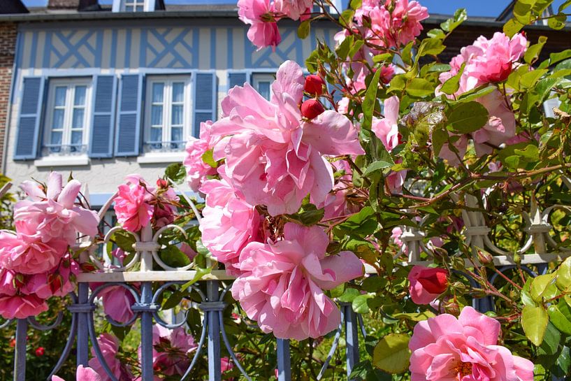 Franse Rozen van Ingrid de Vos - Boom