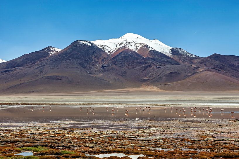 Die Laguna Colorada im Altiplano in Bolivien von Roland Brack