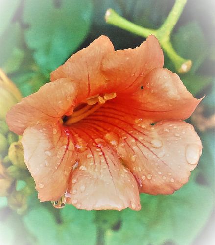 (Nature) Liefdesverdriet