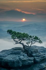 Wetterkiefer bei Sonnenaufgang von Christian Möller Jork