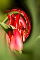 tulip