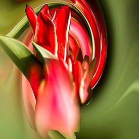 tulip by Karl-Heinz Lüpke