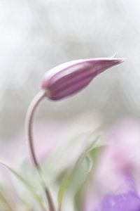Clematis