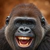 Lachende gorilla van Matthias Spartz