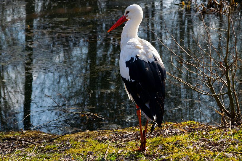 ooievaar by Abi Waren
